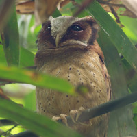 White-fronted Scops-Owl